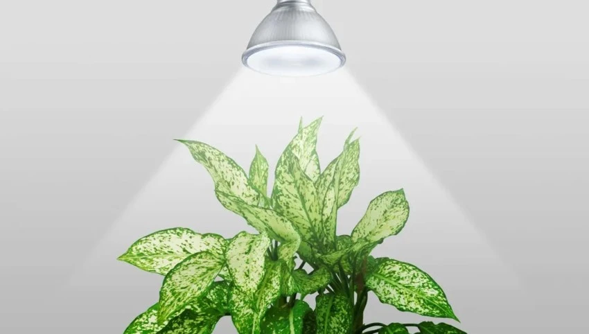 Bóng đèn quang hợp cho cây Philips Grow Par38