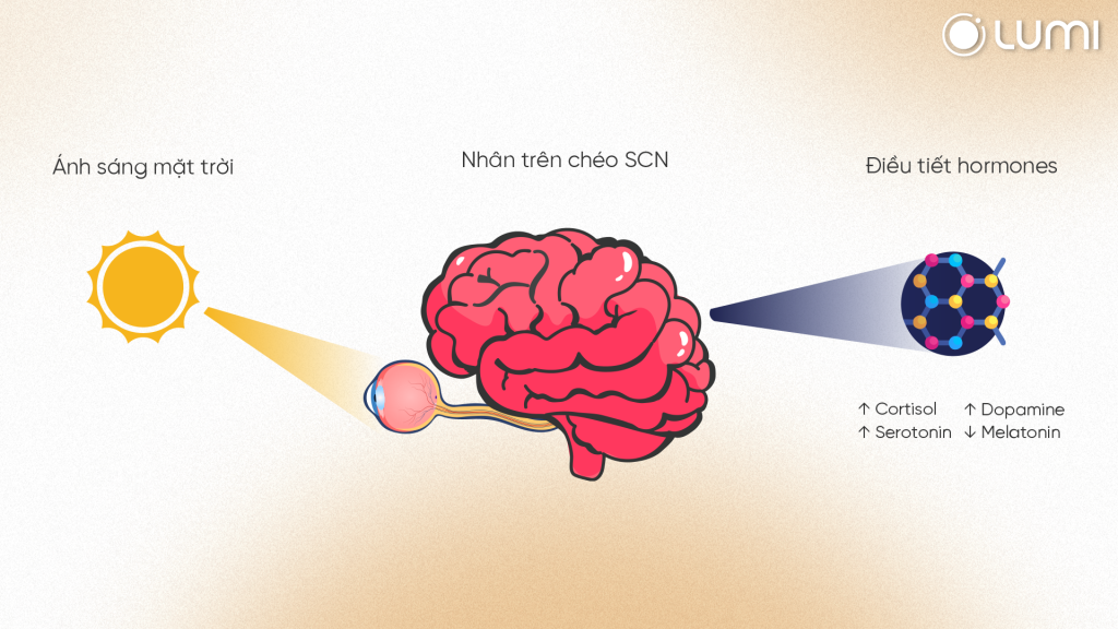 Cơ chế ảnh hưởng của ánh sáng lên cảm xúc tinh thần